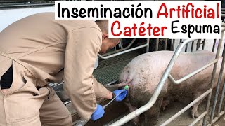 Proceso CORRECTO INSEMINACIÓN artificial CERDAS CATÉTER ESPUMA CAPITULO 51 INSEMINACIÓN CERDAS [upl. by Pelaga859]