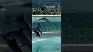 Moon Palace Resort Jamaica  Dolphin Show [upl. by Nedloh]