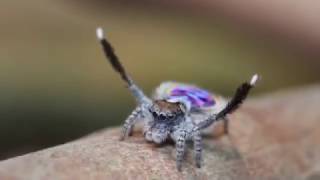 Peacock Spider Dances To Flamenco Music [upl. by Sibelle]