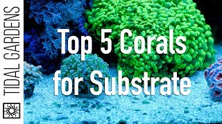 Top 5 Corals for the Substrate [upl. by Naloj]