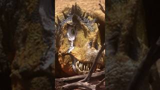 Allosaurus Broken Jaw 🦖allosaurus dinosaurrevolution jurassicpark jurassicworld dinosaurios [upl. by Cassiani]