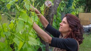 LA SFEMMINELLATURA DELLA VITE POTATURA VERDE [upl. by Sayette]