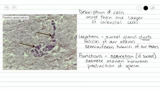 Stratified Cuboidal Epithelium [upl. by Brownson]