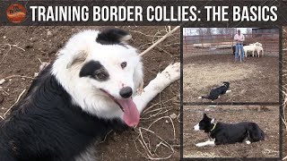 Training Border Collies The Basics [upl. by Nicholas]