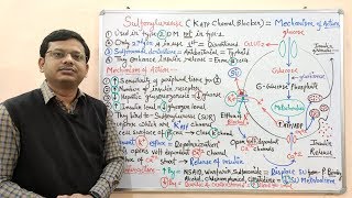 Diabetes Mellitus Part10 Mechanism of Action of Sulfonylurease  Antidiabetic Drugs  Diabetes [upl. by Rehpretsirhc]