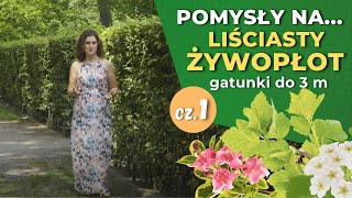 Jakie rośliny na żywopłot cz1 — Żywopłoty liściaste do 3 m [upl. by Alit326]