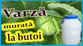 Varză murată la butoi Rețetă simpla doar trei ingrediente Varza în saramură [upl. by Anel846]