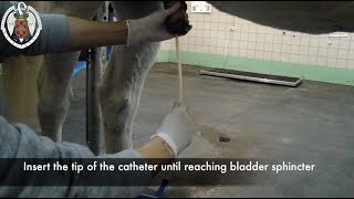 Urethral catheter placement in horses [upl. by Niwri]