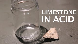 Dissolving Limestone Rocks in Hydrochloric Acid Fossils [upl. by Readus]