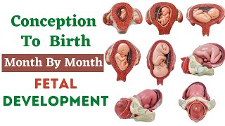 Conception To Birth Fetal Development  Week By Week Fetal Development  Fetal Growth Month By Month [upl. by Htirehc761]