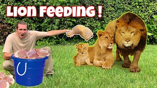 FEEDING the LION PRIDE  NEW BORN CUB [upl. by Farant]