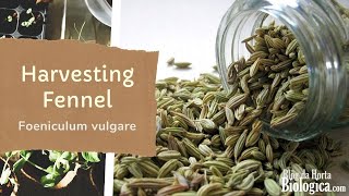 Fennel Foeniculum vulgare  How To Harvest Leaves and Seeds  Harvesting in the Spring and Fall [upl. by Safir]