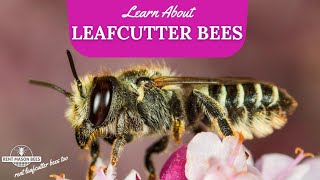 Learn About Leafcutter Bees [upl. by Arekahs]