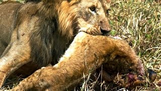 Animal Cannibalism Animal Fights compilation  WildLife [upl. by Leumas643]