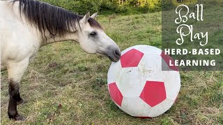 Equine Ball Play  HerdBased Learning amp Fun [upl. by Gert669]