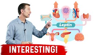 Leptin is an Immune Hormone [upl. by Lord]