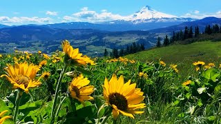 Relaxing Meadow with Ambient Nature Sounds Wildflowers and Mountain View  8 Hours [upl. by Nelson]