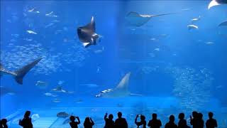 10 Hours of Okinawa Churaumi Aquarium [upl. by Stevenson]