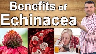 9 Benefits of Echinacea  From the Cold to Cancer [upl. by Nemzzaj]