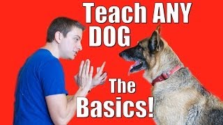 Dog Training 101 How to Train ANY DOG the Basics [upl. by Guinevere615]