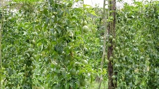 Best Practice to Grow Passion Fruits by Experts [upl. by Airdnazxela]