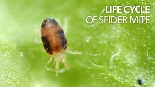 Life cycle of spider mite [upl. by Adirem]