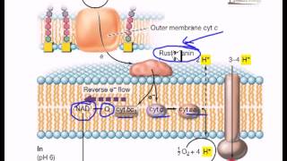 Electron flow in iron oxidizing bacteria [upl. by Anyal919]