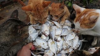 Cats eating raw fish  Kittens eating fish  Feeding Cats [upl. by Mun800]