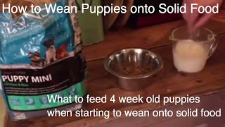 What to feed 4 week old puppies when starting to wean onto solid food part 1 [upl. by Perkins]