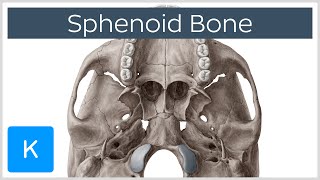 Sphenoid Bone  Definition Location amp Function  Human Anatomy  Kenhub [upl. by Brucie]