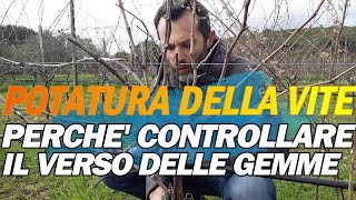 POTATURA DELLA VITE EP14 Controllare la posizione delle gemme [upl. by Irahs266]