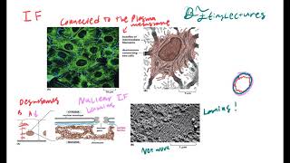 Cell Biology Lecture 9 The Cytoskeleton [upl. by Cos549]