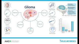 Glioma Biology and Molecular Markers [upl. by Erlinna491]