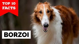 Borzoi  Top 10 Facts [upl. by Eyahs]