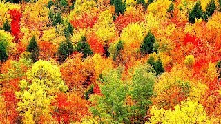 Peaceful Music Relaxing Music Instrumental Music quotAutumn Leavesquot by Tim Janis [upl. by Aicinod621]