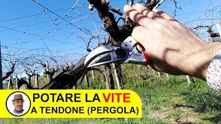 POTARE LA VITE A TENDONE O PERGOLA [upl. by Rustice521]