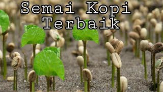 Cara Semai Benih Kopi [upl. by Millman]