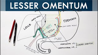 Lesser Omentum  Attachment Ligaments amp Contents  Anatomy Tutorial [upl. by Atsylac]