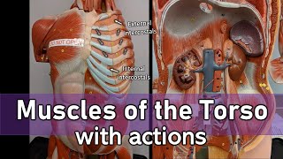 Muscles of the torso [upl. by Virgilio153]