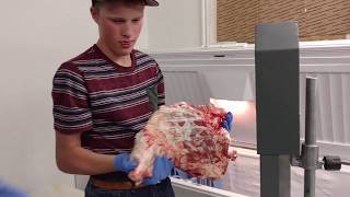 Meat Cutting Band Saw Review in action [upl. by Anib409]