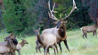 Elk in the Wild Amazing Footage [upl. by Kippar]