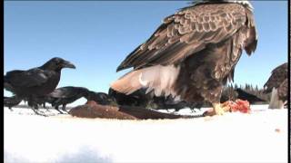 Amazing spy video of Bald Eagles eating fish on the ice of Lake Nipigon [upl. by Auberon]