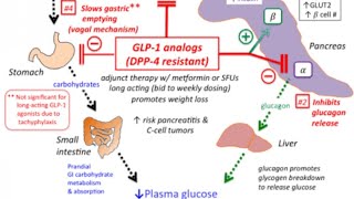 Glucagon Like Peptide 1 Incretin Exenatide Liraglutide Pharmacology Newer antidiabetic Medication [upl. by Jo Ann]