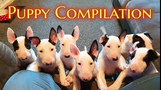 EPIC Bull Terrier PUPPY compilation [upl. by Acilgna]