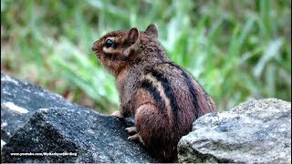 Chipmunk Calling quotChip Chip Chipquot [upl. by Enriqueta]