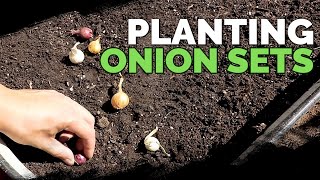 Planting Onion Sets What to Watch Out For [upl. by Finah]