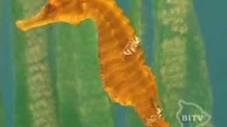 Ocean Rider Seahorse Farm and Daily Tours  Kona Hawaii [upl. by Jamison]