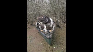 Field bred springer spaniel duck hunts in cold weather [upl. by Langsdon]