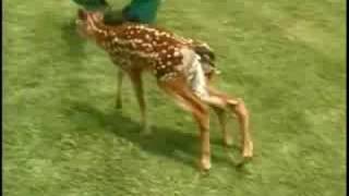 6Legged Deer Attacked By Dog [upl. by Ehtnax]