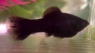 Episode One My Molly Fish Giving Birth [upl. by Earvin]